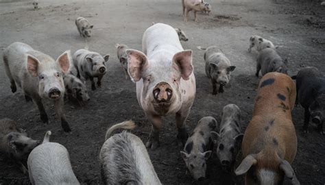 Peste Suina Mette A Rischio Il Prosciutto Di Parma L Allarme Di