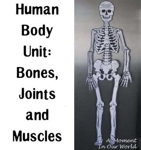 Unlimited print runs and digital impressions. Human Body: Bones, Joints and Muscles | Human body unit ...