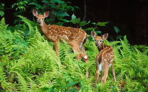 Hintergrundbilder Mit Tieren Tiere Hintergrundbilder Tiere Homerisice