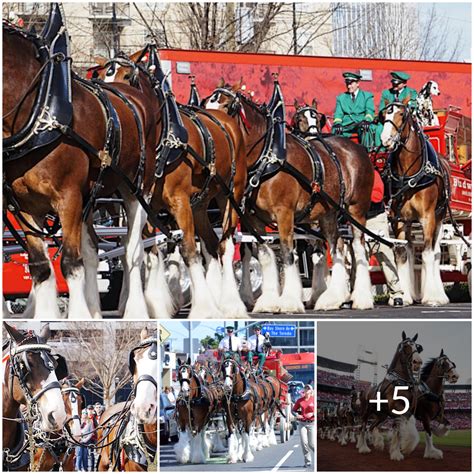 The Glorious Clydesdales Unveiling 12 Astonishing Facts About