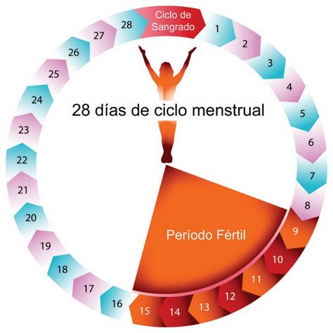 Qué es la ovulación y como se calcula los días fértiles Dinter