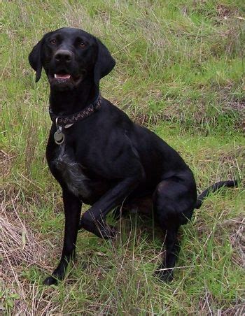 Find german shorthaired pointer puppies and breeders in your area and helpful german shorthaired pointer information. 17 Best images about Black lab pointer mixes ( like sparry ) on Pinterest | German short hair ...