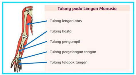 kunci jawaban buku kelas 5 tema 1 sub tema 2 pembelajaran 2 - MASOYIT