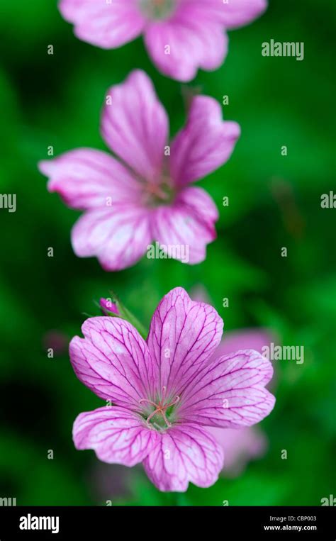 Geranium X Oxonianum Wargrave Pink Perennials Flowers Flowering Blooms