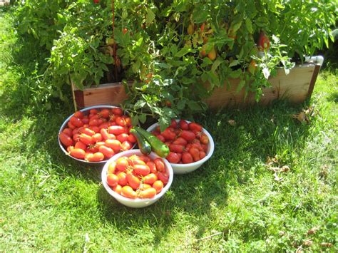Harvesting Tomatoes From The Garden French Phrase A Day