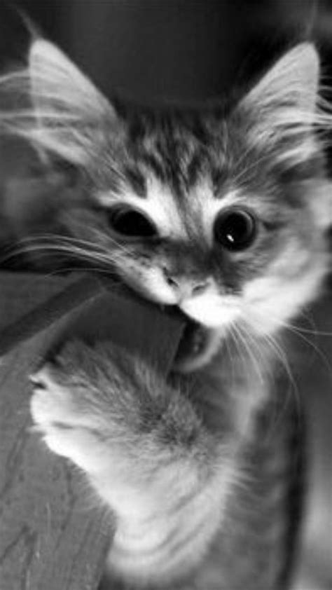 Kissa Ishq Ka Short Love Stories Kittens Cutest Cute Animals Baby