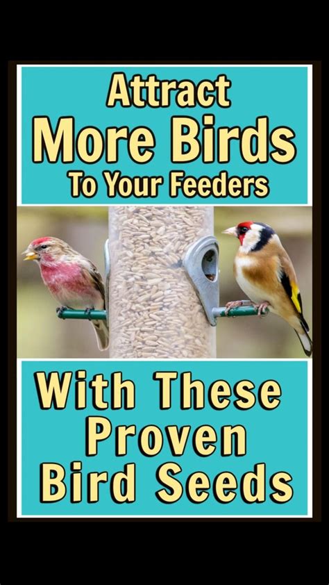 Attract More Birds To Your Feeders With These Proven Birdseeds