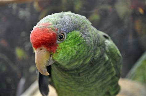 Green Cheeked Amazon Or Mexican Redhead Parrots As Pets