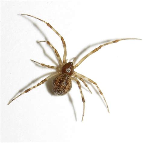Common House Spider Identification