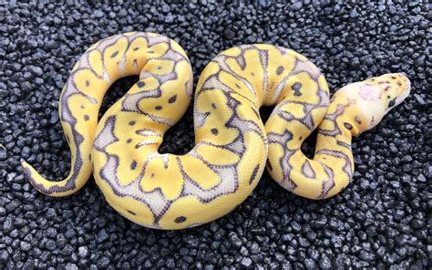 Splatter Migraine Pastel Clown Ball Pythons Morphmarket Reptile