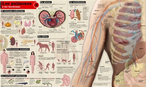 Infografia Cuerpo Humano Taller Mapping En 2020 Anatomia Medica Images