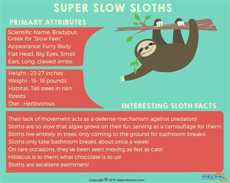 Sloth Facts And Information Ographic For Kids Mocomi