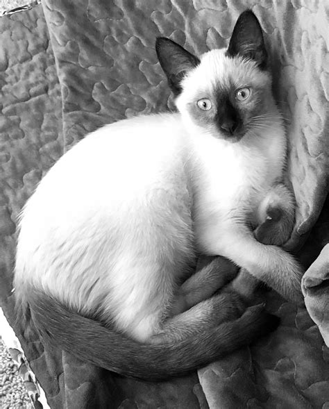 Pin By Lori Sexton On Chocolate Point And Seal Point Siamese Cute Cats