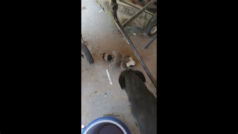 My Dog Kills A Raccoon Youtube