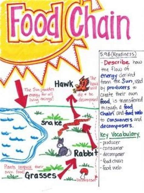 This Food Chain Poster Is Designed To Aide Students In Understanding