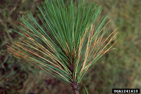 Dothistroma Needle Blight Mycosphaerella Pini On Ponderosa Pine Pinus Ponderosa 1241610