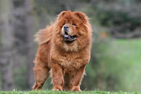 Check spelling or type a new query. Why Do Chow Chows Have Blue Tongues? - American Kennel Club