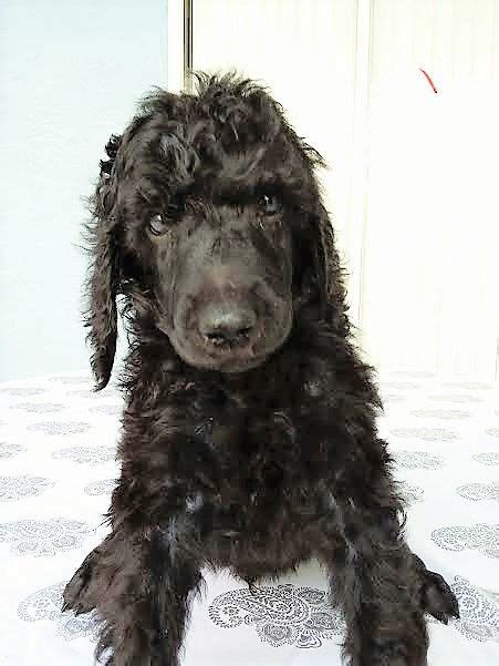 Only guaranteed quality, healthy above you will find the latest standard poodle puppies which we have for sale. Poodle Puppies For Sale | Spring Hill, FL #189103