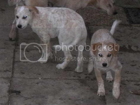 Australian Cattle Dog Lurchers Lurchers And Running Dogs The Hunting