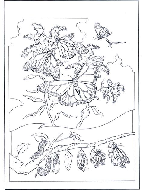 Butterflies 2 Butterfly Coloring Page Insect Coloring Pages Heart