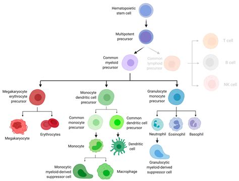 Cells Free Full Text Myelopoiesis During Solid Cancers And
