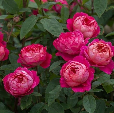 Rose Seeds Flower Seeds Rose Garden Landscape Flower Garden Austin