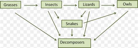 Food Chain Food Web Decomposer Ecosystem Png 1181x413px Food Chain