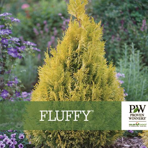 Fluffy® Thuja Benchcard Spring Meadow Nursery