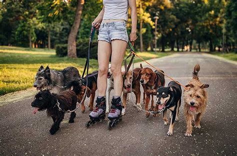 Why Do Dogs Love Going For Walks Dogcutieshq