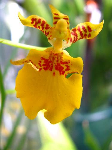 Manhattan Oncidium Orchid Blossom Scienceblogs