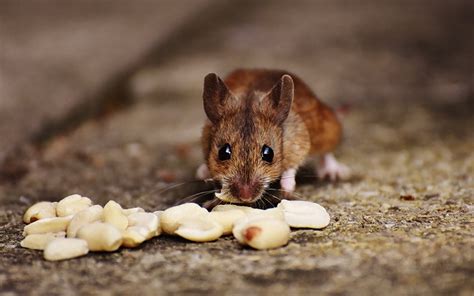It's the #2 thing you don't want to find in your rv. 5 Incredible Ways To Keep Mice Out Of Camper (#4 Is What ...