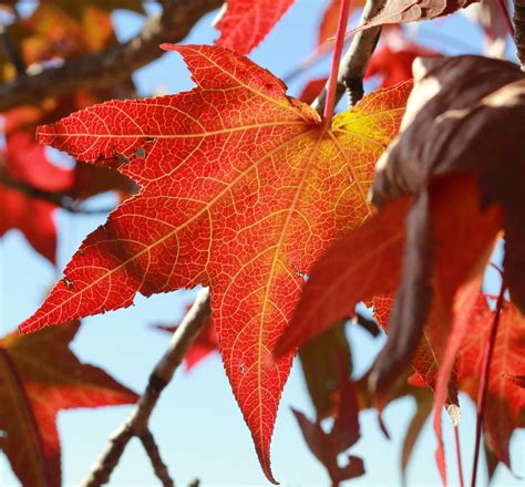 Close Up Red Maple Leaf · Free Stock Photo