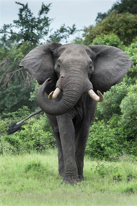 African Elephant Bull Photograph By Tony Camachoscience Photo Library