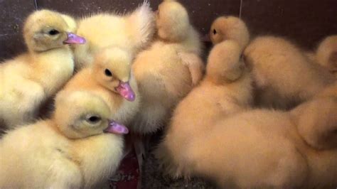 Cute Ducklingsbaby Ducks Pets Sleeping 05 Season 2013 Youtube