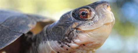 Maybe you would like to learn more about one of these? Western Pond Turtle - Santa Barbara Zoo
