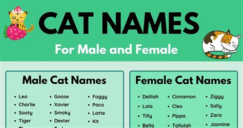 Cat Names 70 Most Popular Male And Female Cat Names • 7esl