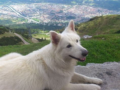 Canadian Shepherd Dog High Above Innsbruck Austria