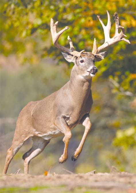 Whitetail Deer Hunting Deer Hunting Tips Deer Hunting Humor Big
