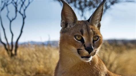 Adorable Caracal Kittens Grow Into Elegant Wild Cats That Roam The