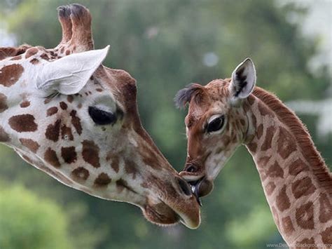 Mother Baby Giraffes Animals Giraffe Giraffes Desktop Backgrounds