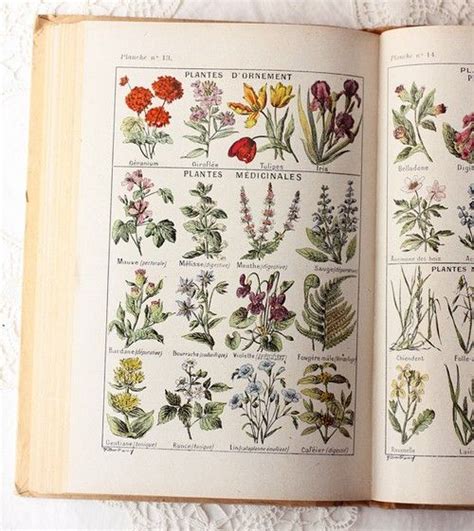 The Now Book Botanical Illustration Vintage Botanical Prints