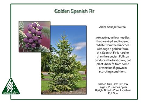 Buy blue spanish fir trees (abies pinsapo 'glauca') with delivery right to your doorstep. Abies pinsapo 'Aurea' - Iseli Nursery