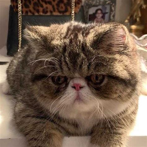 This includes supercars, hypercars, classic cars, muscle cars, motorcycles and many more. Buy Exotic Shorthair Kitten Cat For Sale Online in India