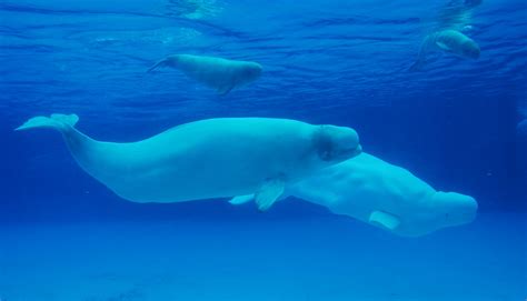 arctic beluga whales 2 arctic beluga whales are one of t… flickr