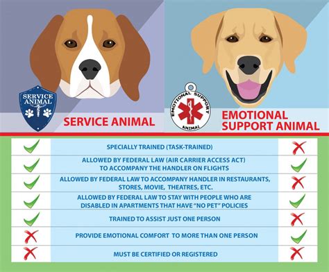 Service Dogs Vs Emotional Support Animals Healthy Paws