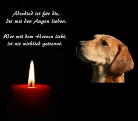 48 Tröstende Worte Beileid Hund Gestorben Kostenloser Evasnz