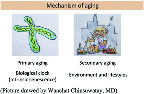 1 Mechanism Of Aging Download Scientific Diagram