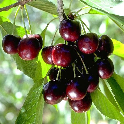 Black Tartarian Cherry Tree Gurneys Seed And Nursery Co