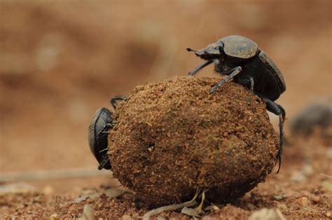 Dung Hot Sex Picture