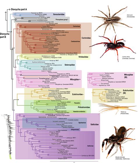 The Spider Tree Of Life Phylogeny Of Araneae Based On Target‐gene